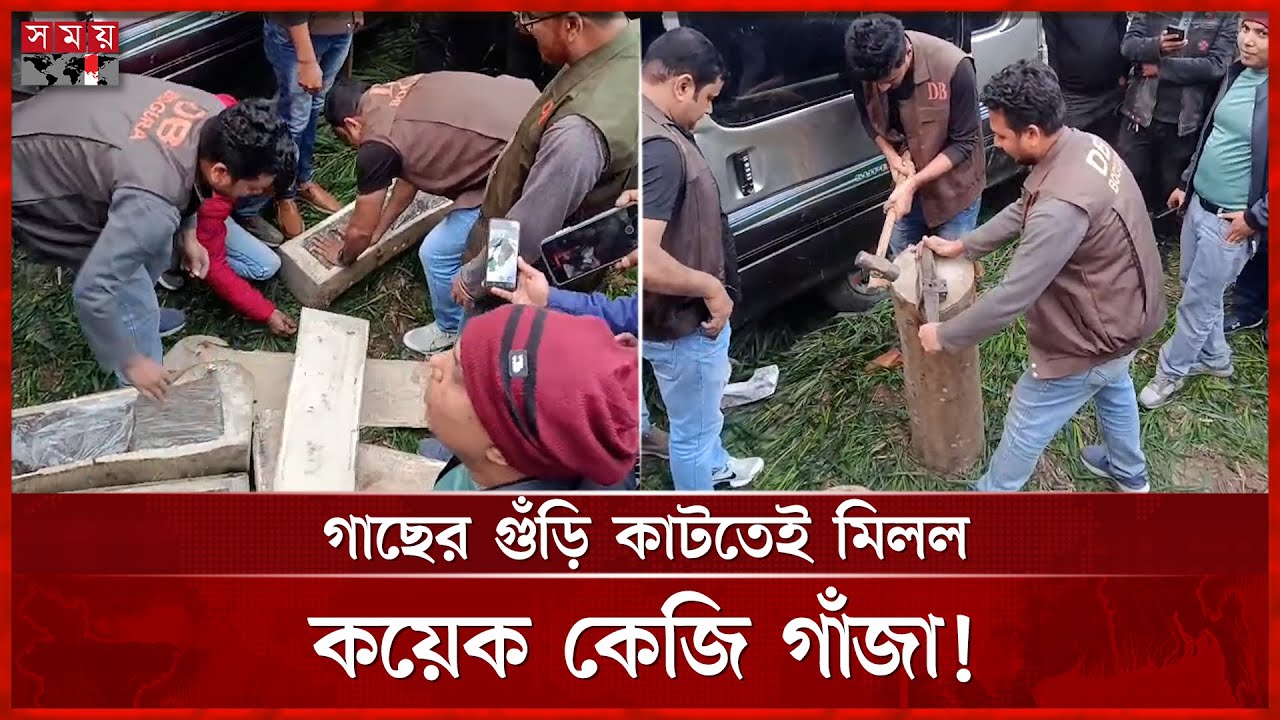গাছের গুঁড়ির ভেতরে গাঁজা, মহাসড়কে ডিবির হাতে ধরা! | Bogura News | DB Police | Somoy TV