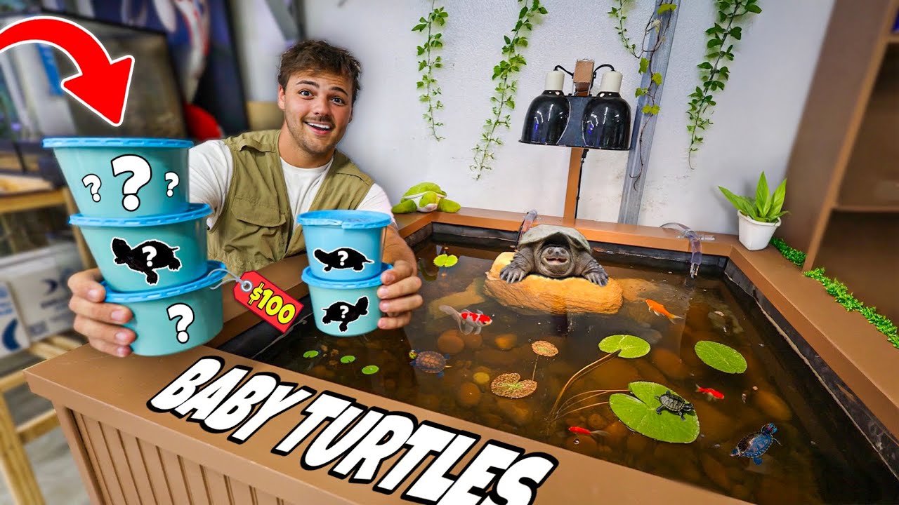 Buying BABY TURTLES for My MINI Turtle POND!!