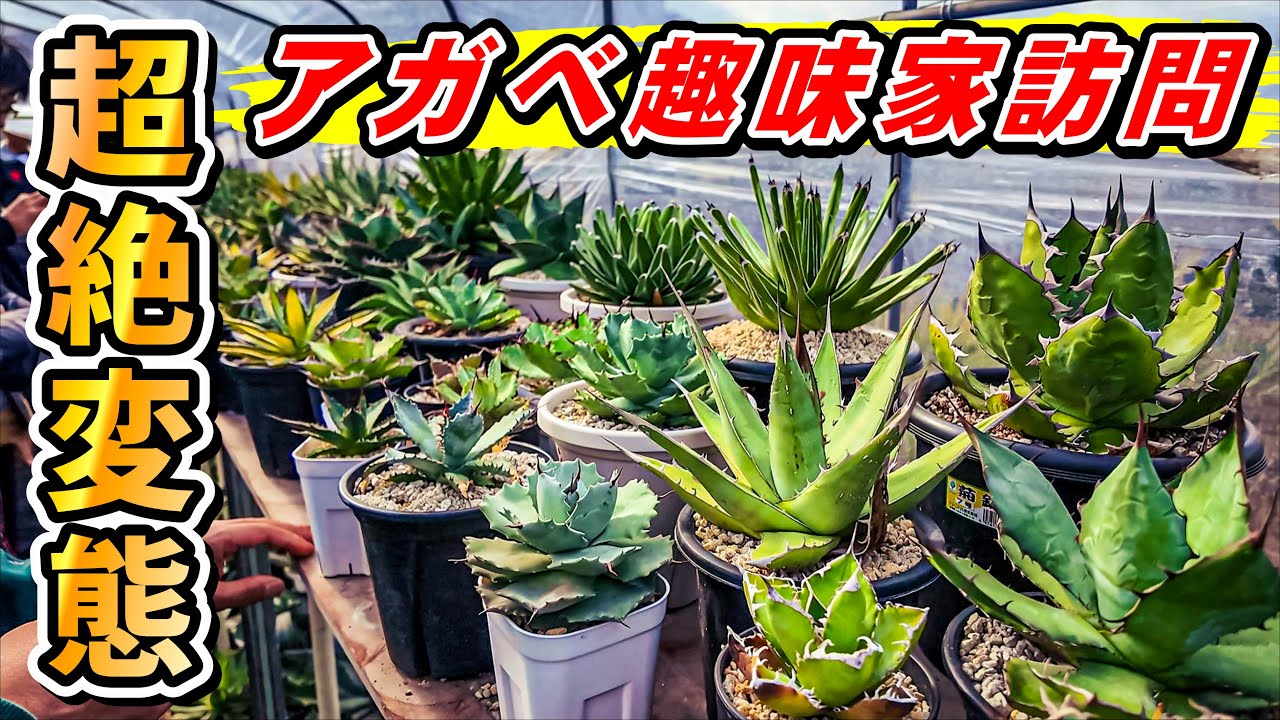 【変態趣味家】斑入りやハイブリッドなど激レアなアガベを育成する趣味家へ突撃