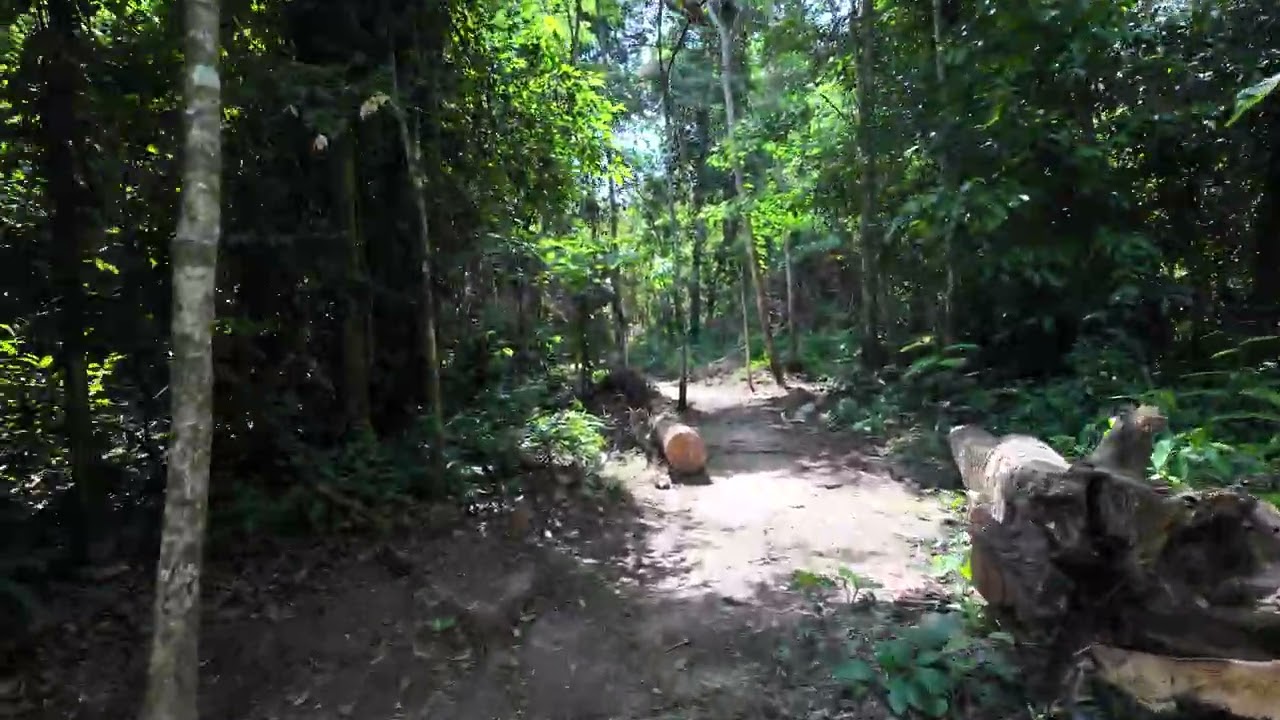The Peru Experience - Jungle - Ayahuasca and Plant Diet Raw Retreat