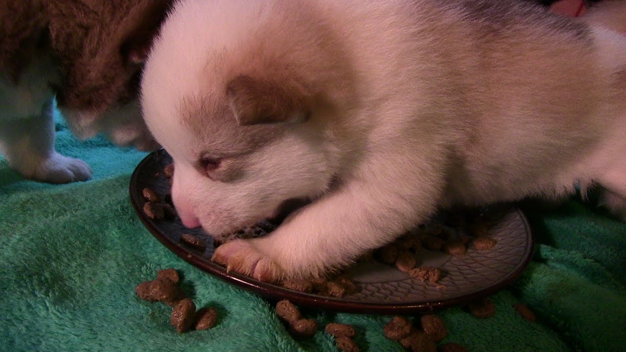 Husky Malamute Puppies 3 weeks old eating first time