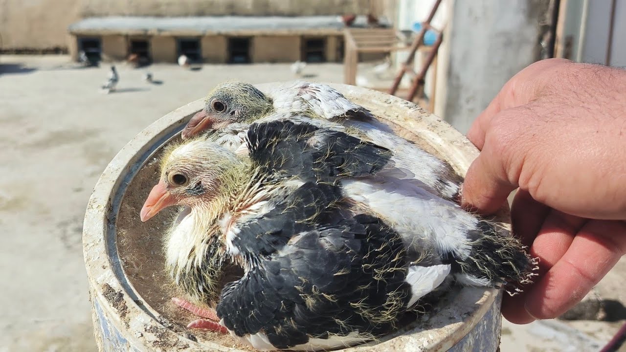 جرد وكش كل الفراخ اليوم 👍🏼