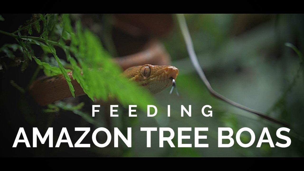 Feeding My Amazon Tree Boas (Corallus hortulanus)