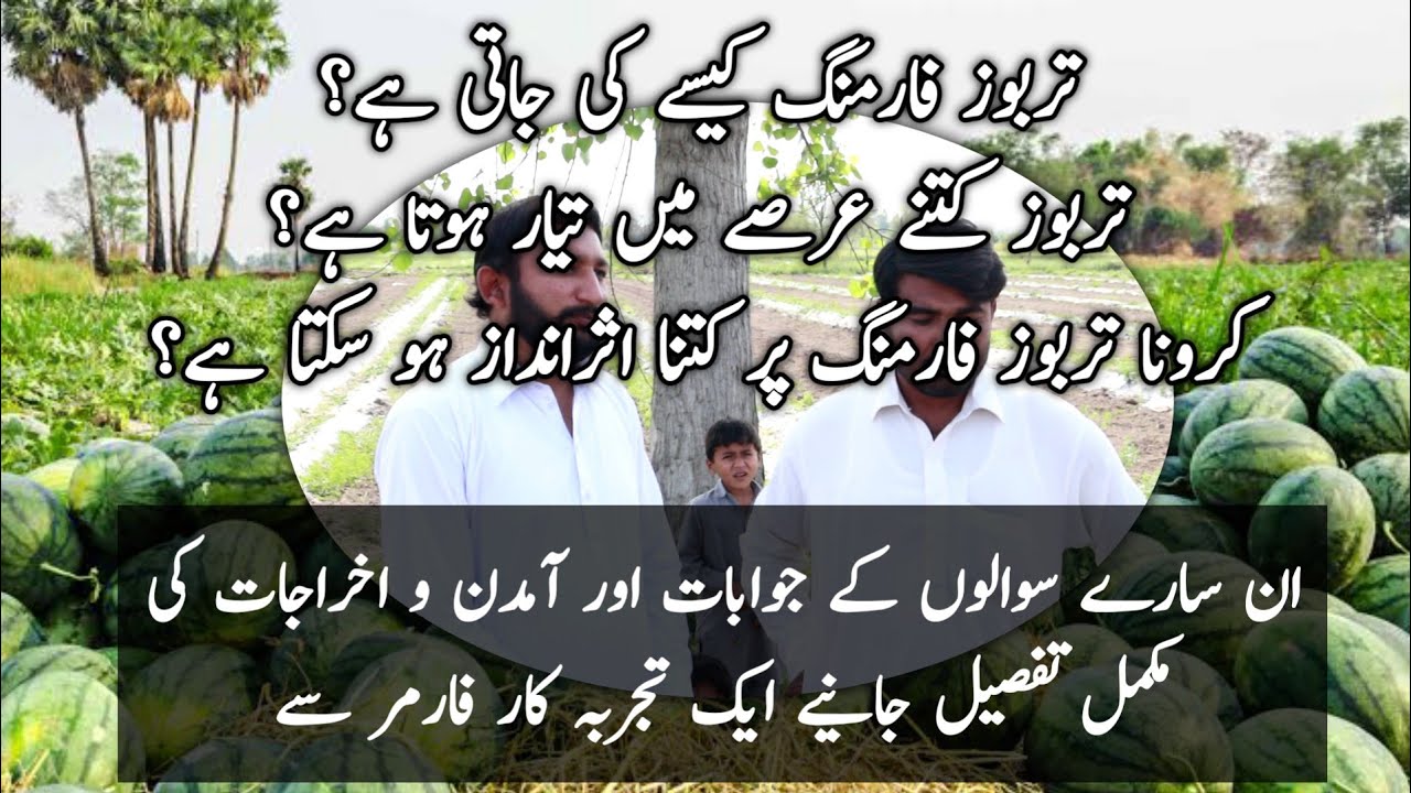Tarbooz Farming | Watermelon Farming | A visit to Watermelon Farm  | Village Life with Safdar