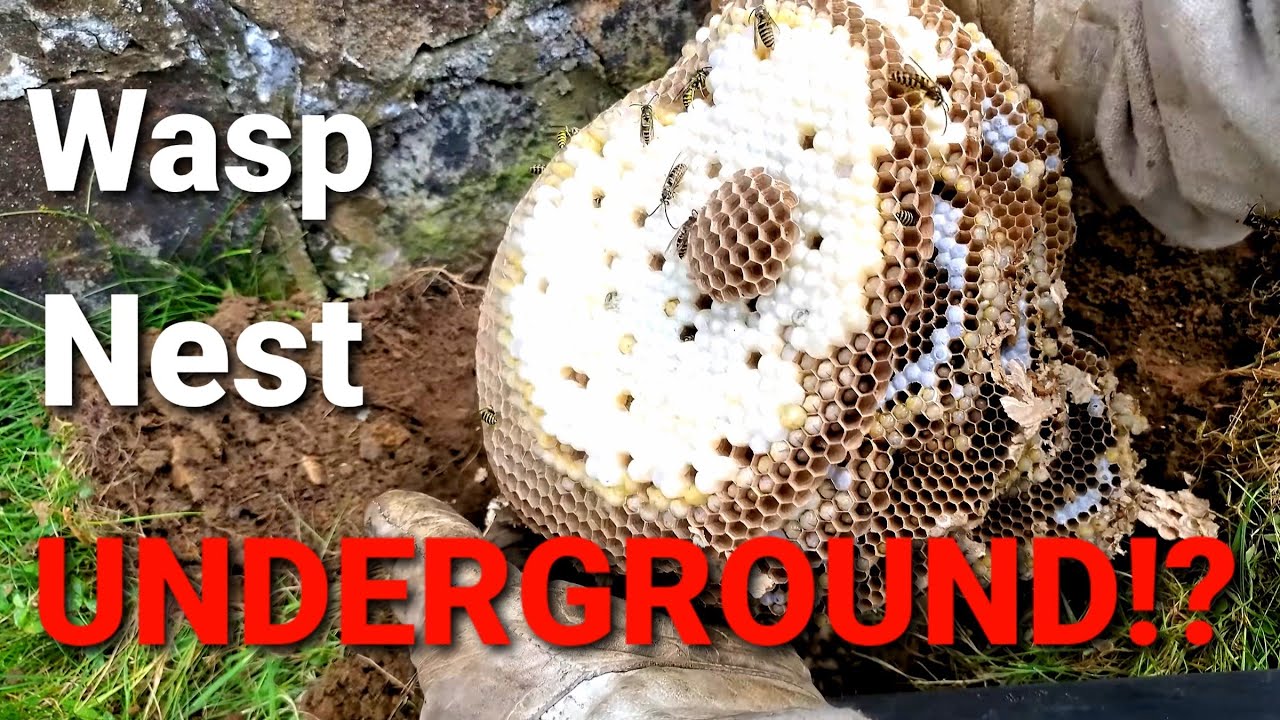 MASSIVE UNDERGROUND Yellow Jacket Ground Nest Removal | Wasp Nest Removal