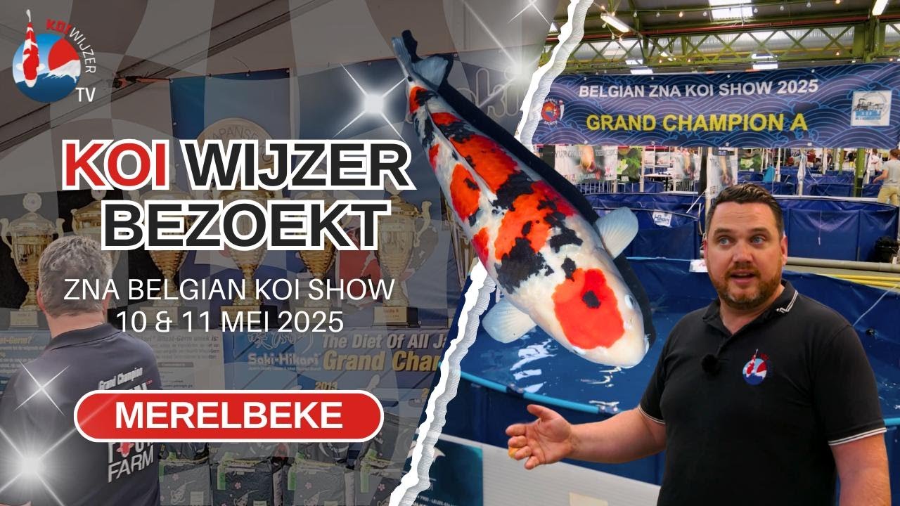Op bezoek bij de Belgian Koi Show: fantastische Grand Champion, Makkes doet het weer!