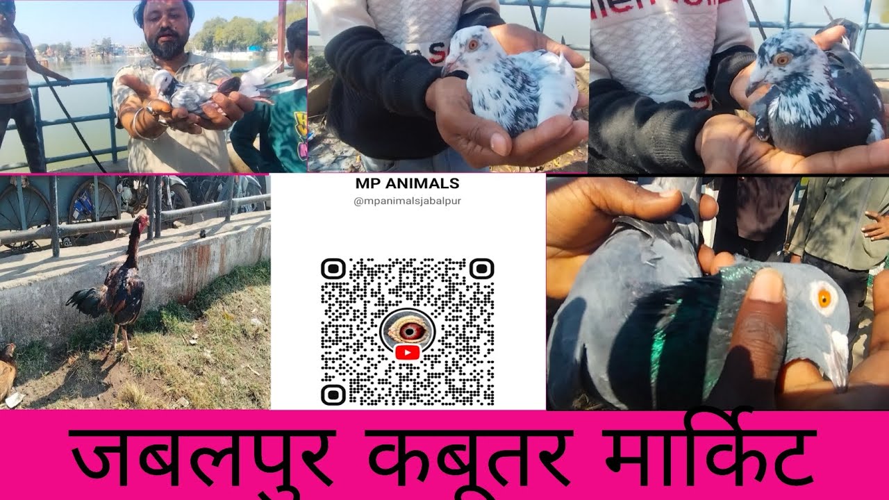 जबलपुर कबूतर मार्किट #pigeon #jabalpurmarket #kabutar #birdsmarket #youtube #likeandsubscribe 