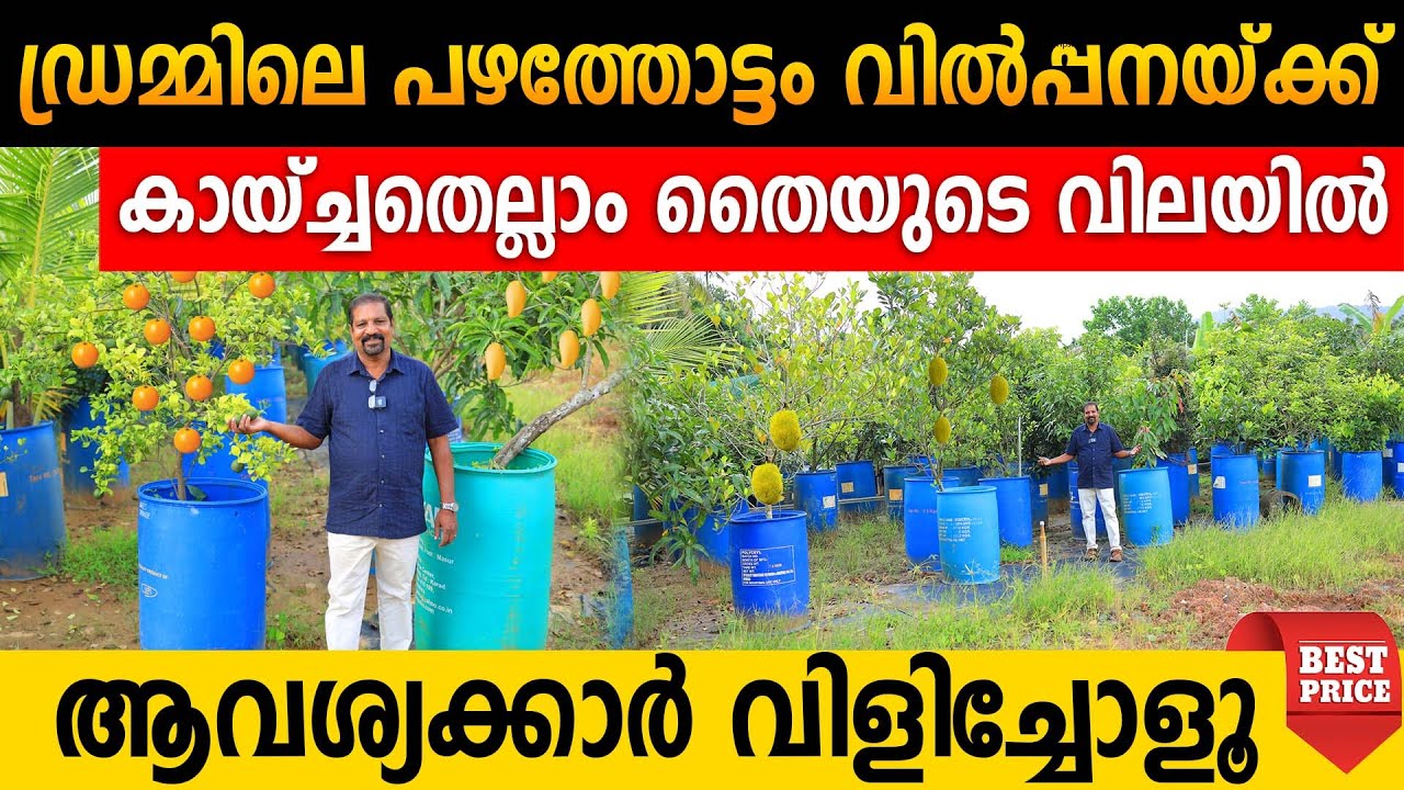 ഡ്രമ്മിലെ പഴത്തോട്ടം വിൽപ്പനയ്ക്ക്|കായ്ച്ച പഴച്ചെടികൾ തൈ വിലയിൽ|ആവശ്യക്കാർ വിളിച്ചോളൂ| exotic plants