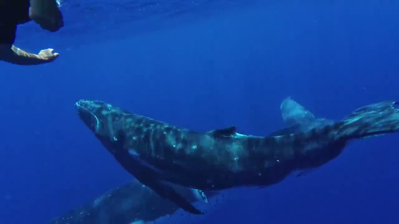 Tahiti Snorkeling and Whale Tour 2024 - a Magic encounter