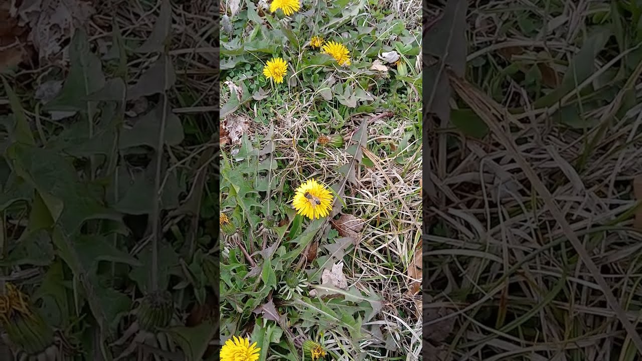 Bees eat in the Spring