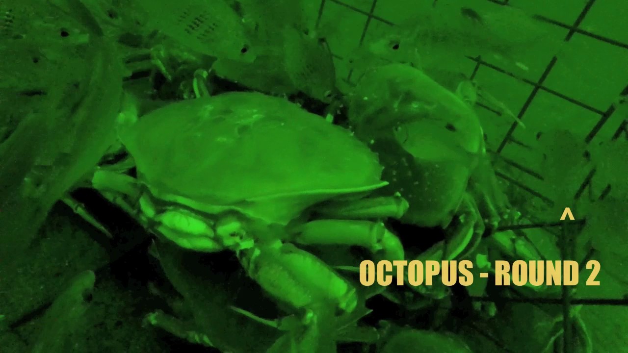 Kayak Crabbing w/ Visit From Octopus (GoPro attached to crab pot) - Puget Sound