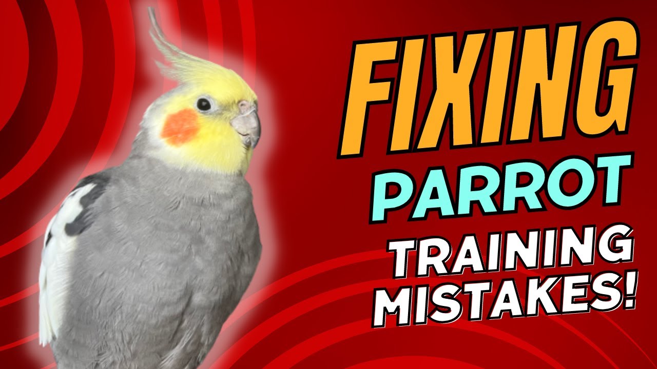 Fixing Parrot Training Mistakes | TheParrotTeacher