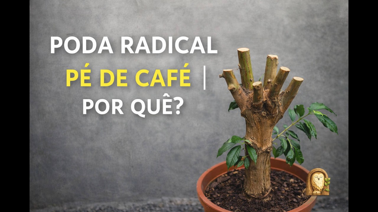 Uma planta da coleção: Café — Poda radical. Foi necessário!