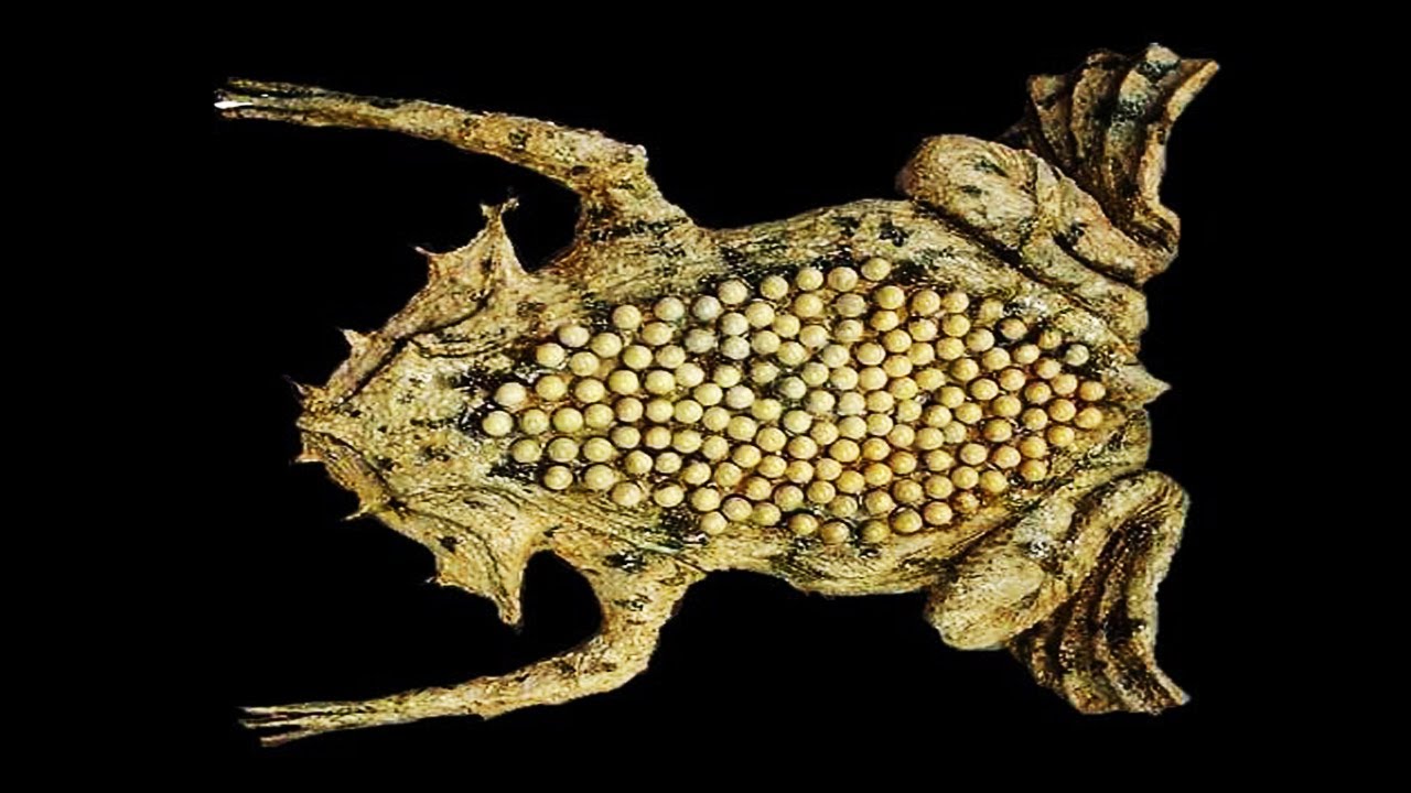 10 Weirdest Frogs In The World