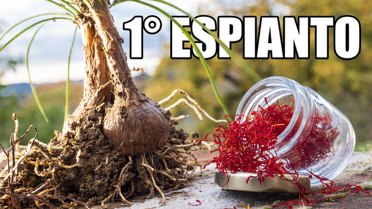 Zafferano | 1°espianto