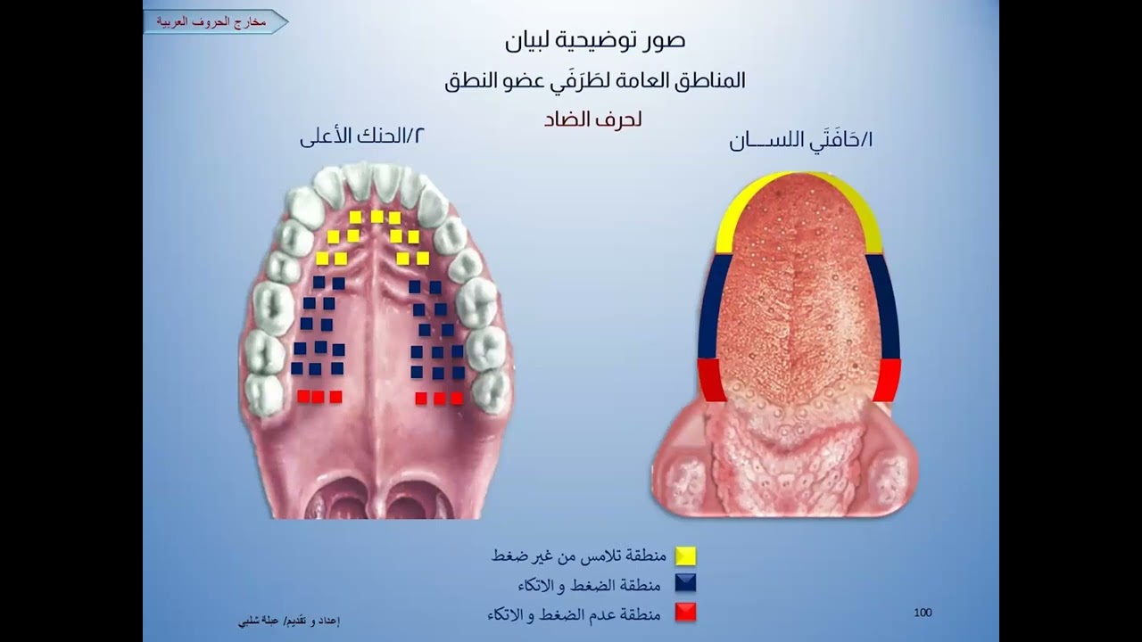 تعال نقرأ القرآن صح 👌( القراءةالصحيحةلحروف حافة اللسان : الضاد )