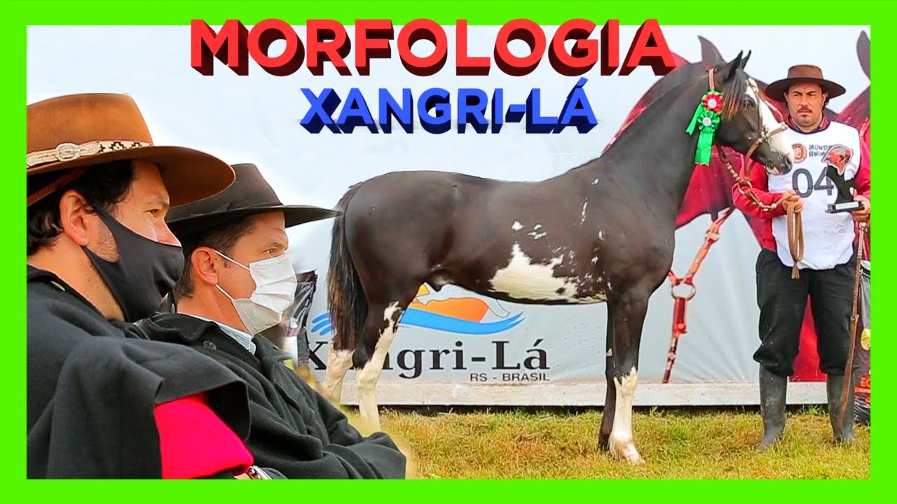 CAVALO CRIOULO NO LITORAL