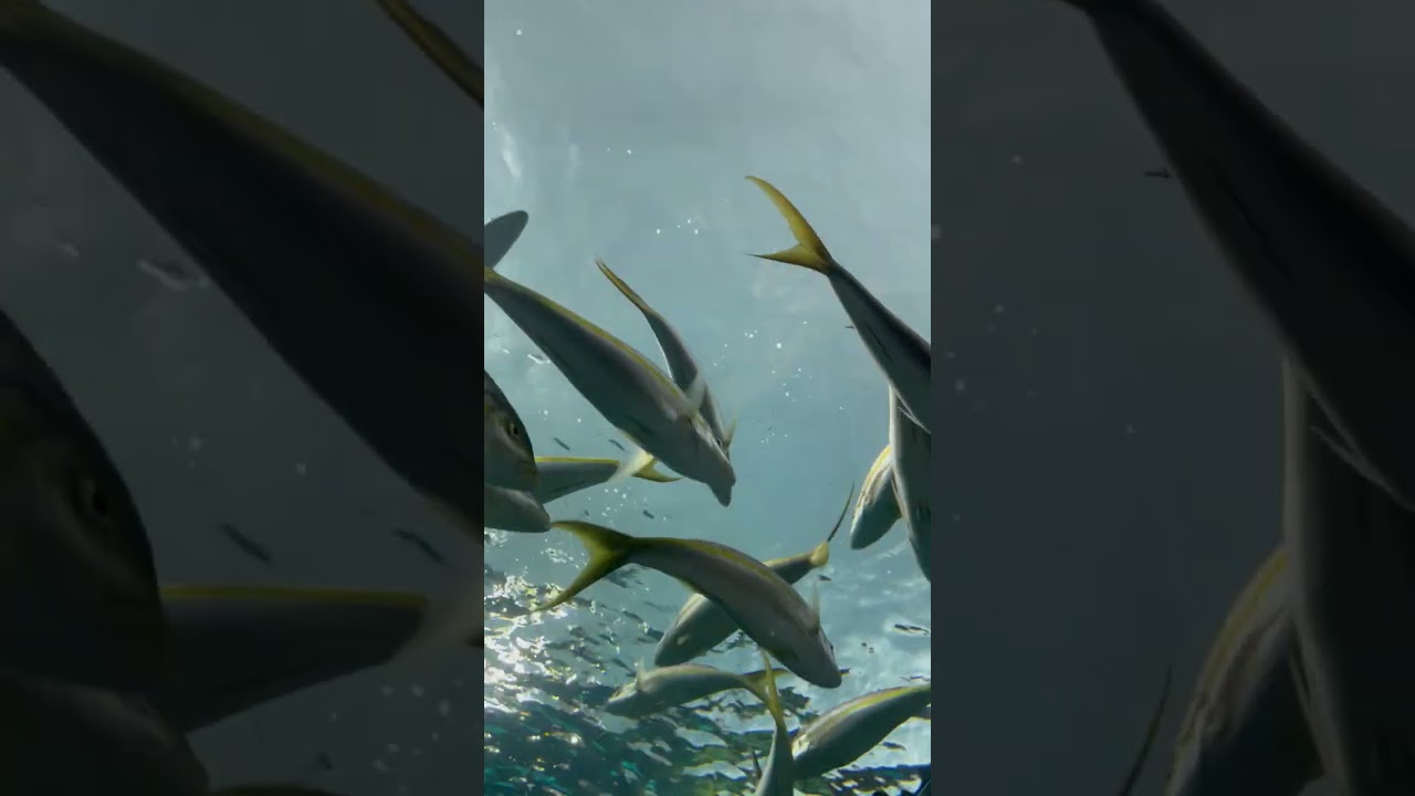 Ripley’s Aquarium of Canada 2023