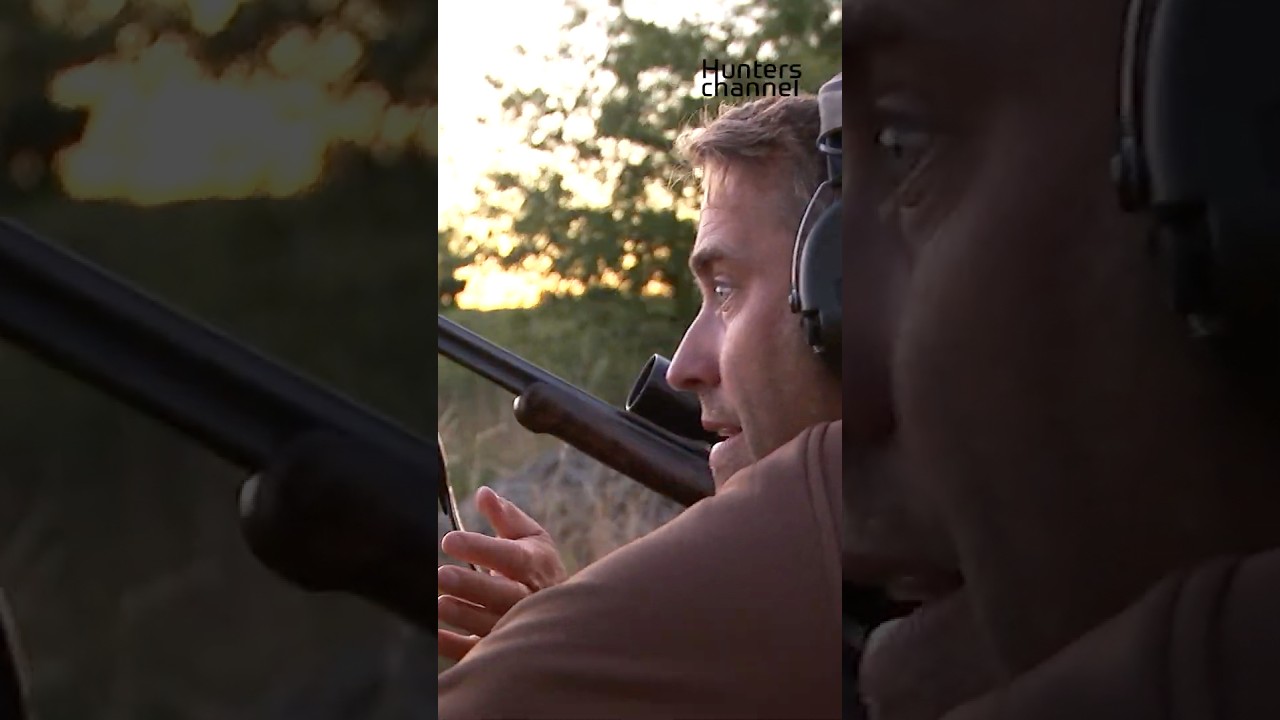 The Buck fever Returns on Trolle Ljungby #hunting #deer #buckhunting #roebuck #bucks #buckfever