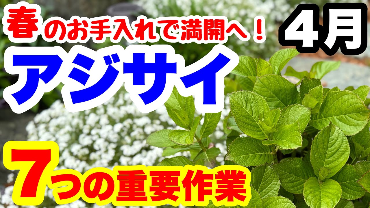 ◆アジサイ【春のお手入れ】これで満開間違いなし！