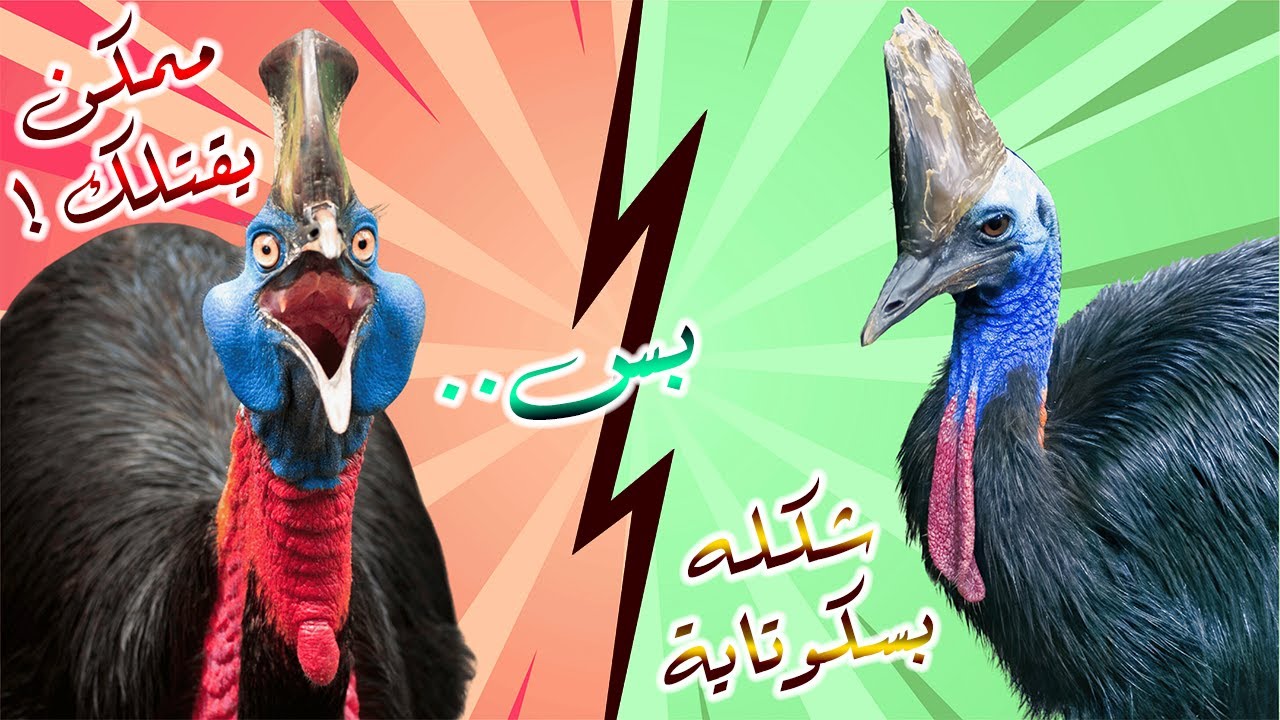 طائر الكاسواري | الطائر الأخطر والأعنف في العالم!