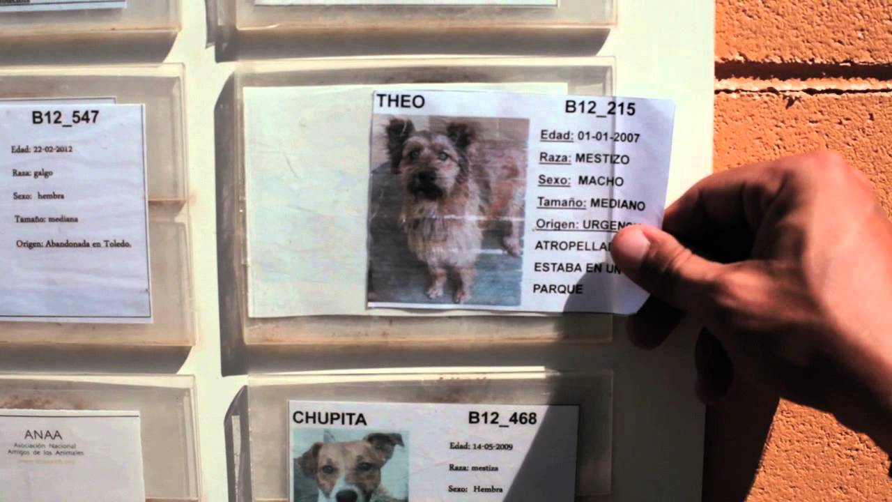 ANAA - App Perros y gatos