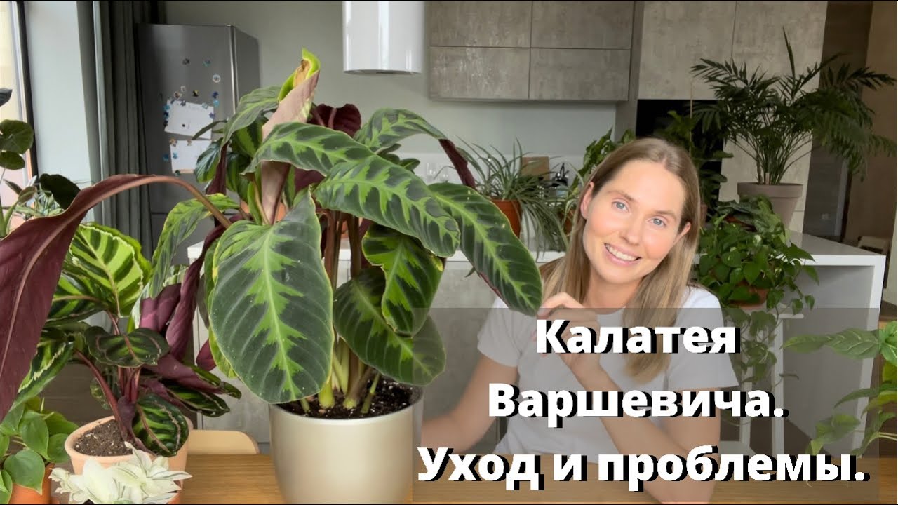 Калатея Варшевича. Требования к содержанию. Проблемы в уходе.