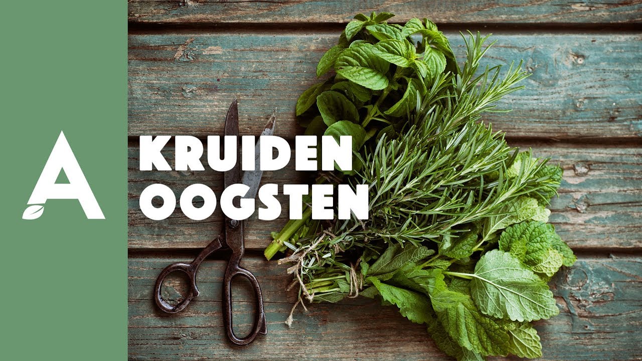 Tips om kruiden te oogsten I Een groener thuis! #34 I Angelo Dorny