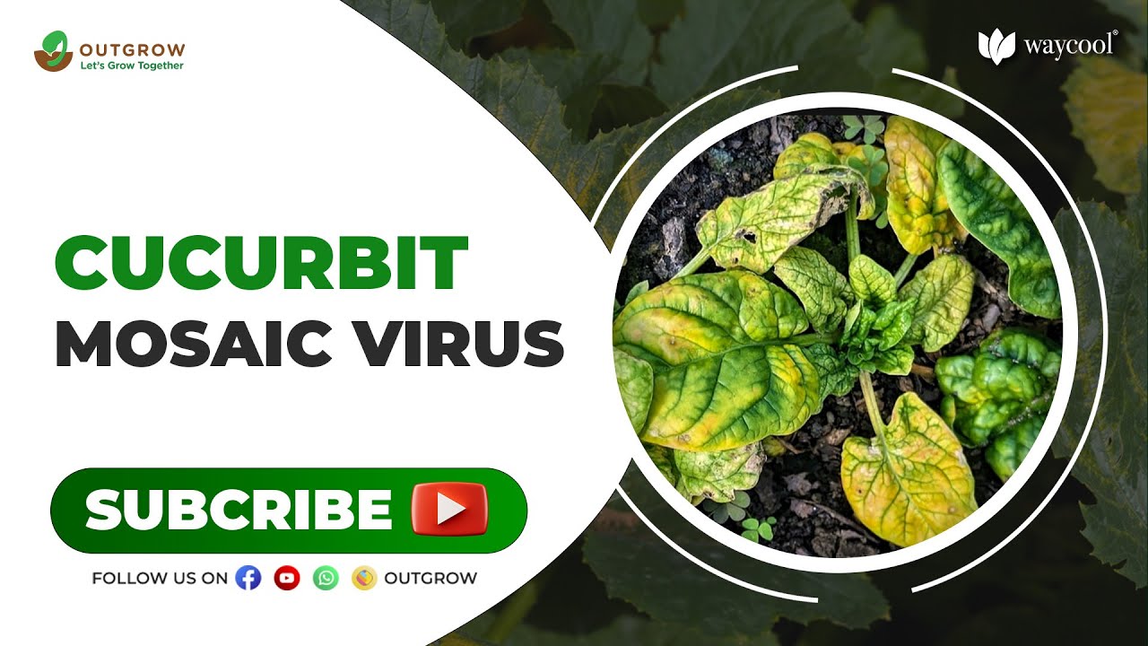 Want to know how to cure cucurbit mosaic virus?