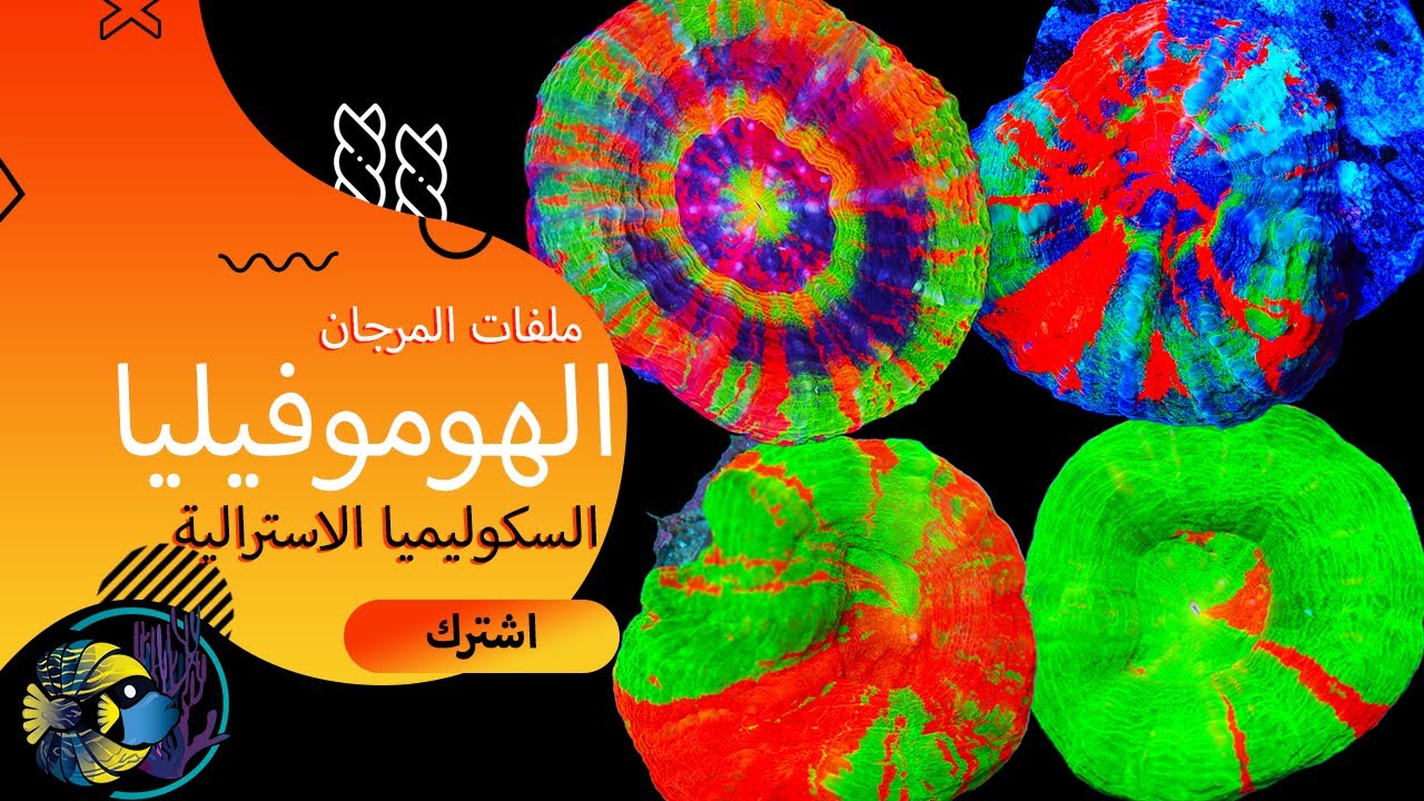 دليل العناية بمرجان الهوموفيليا - السكوليميا الأسترالي