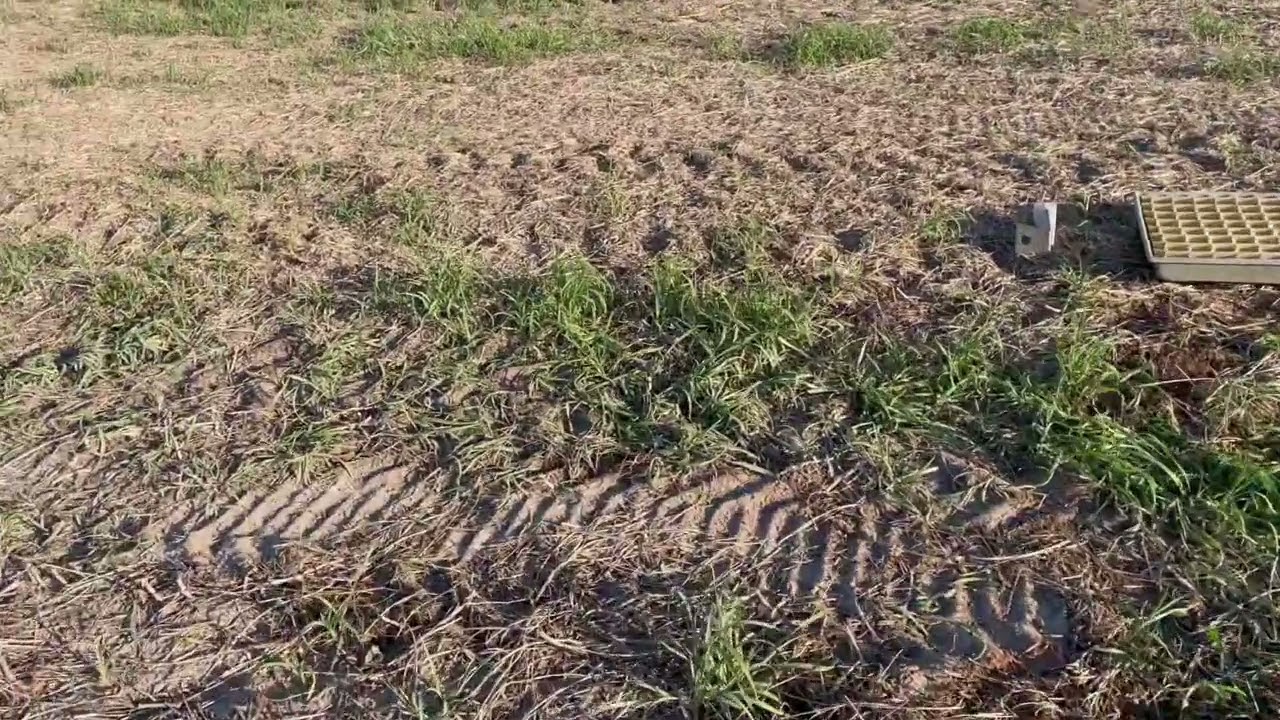 Calibrando o lance maximus 25.000 para aplicação de calcário.