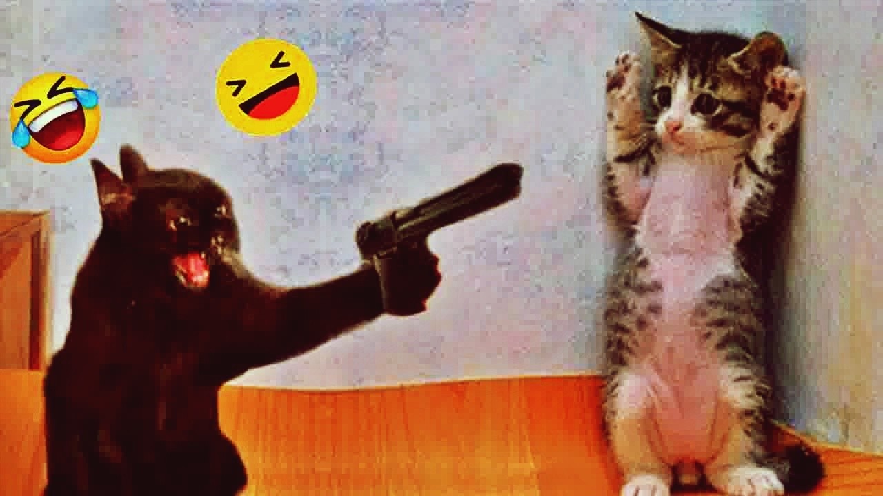 Try Not To Laugh 🌰 Funniest Cats & Dogs 😻 Funny Animals