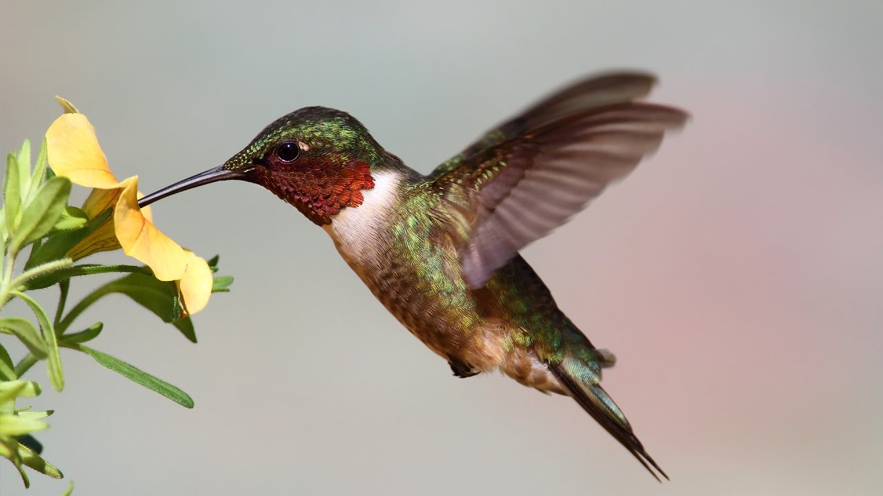 A HUMMINGBIRD’S TONGUE