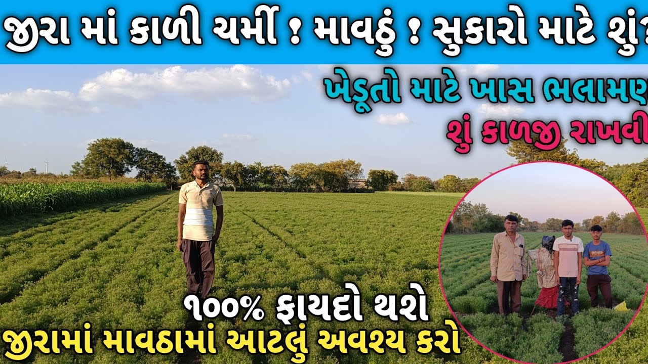 જીરૂ બળી ગયું પણ હું ખુશ છું ! Nidhi Shine 60 દિવસનું જીરૂ ! કાળી ચર્મી ! માવઠું ! માટે શું કરવું?