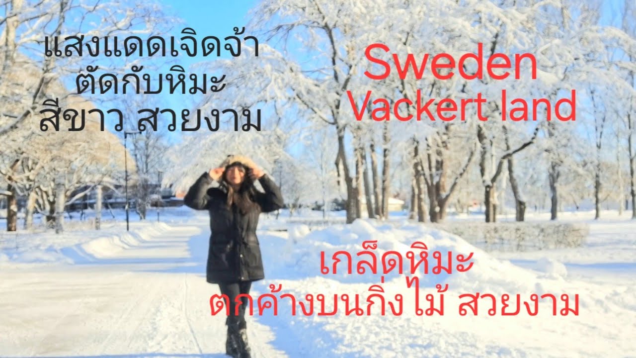 EP.1097 Sverige vackert land สวีเดน หลังหิมะตกหนัก เกล็ดหิมะ ตกค้างบนกิ้งไม้  แผ่นดินสีขาว สวยงาม