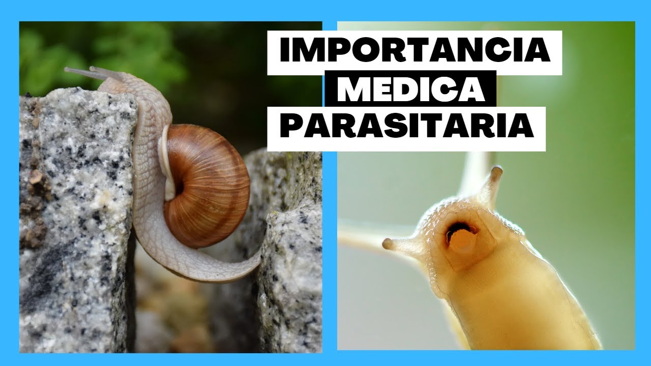 03 - Moluscos - Gastropodes - import&acirc;ncia medica
