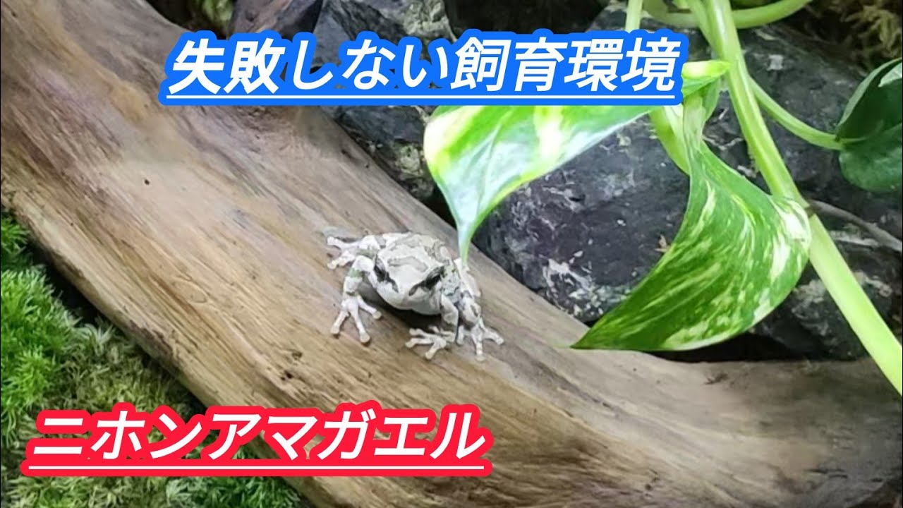 アマガエル【失敗しない飼育環境作り】飼育環境を整えることで病気予防になります。