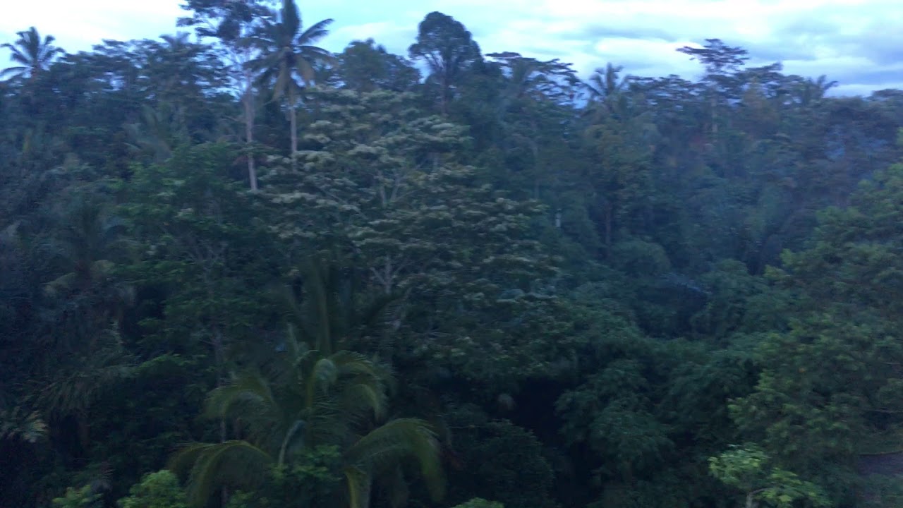 View from our Premier Twin Room at Padma Ubud Resort Bali