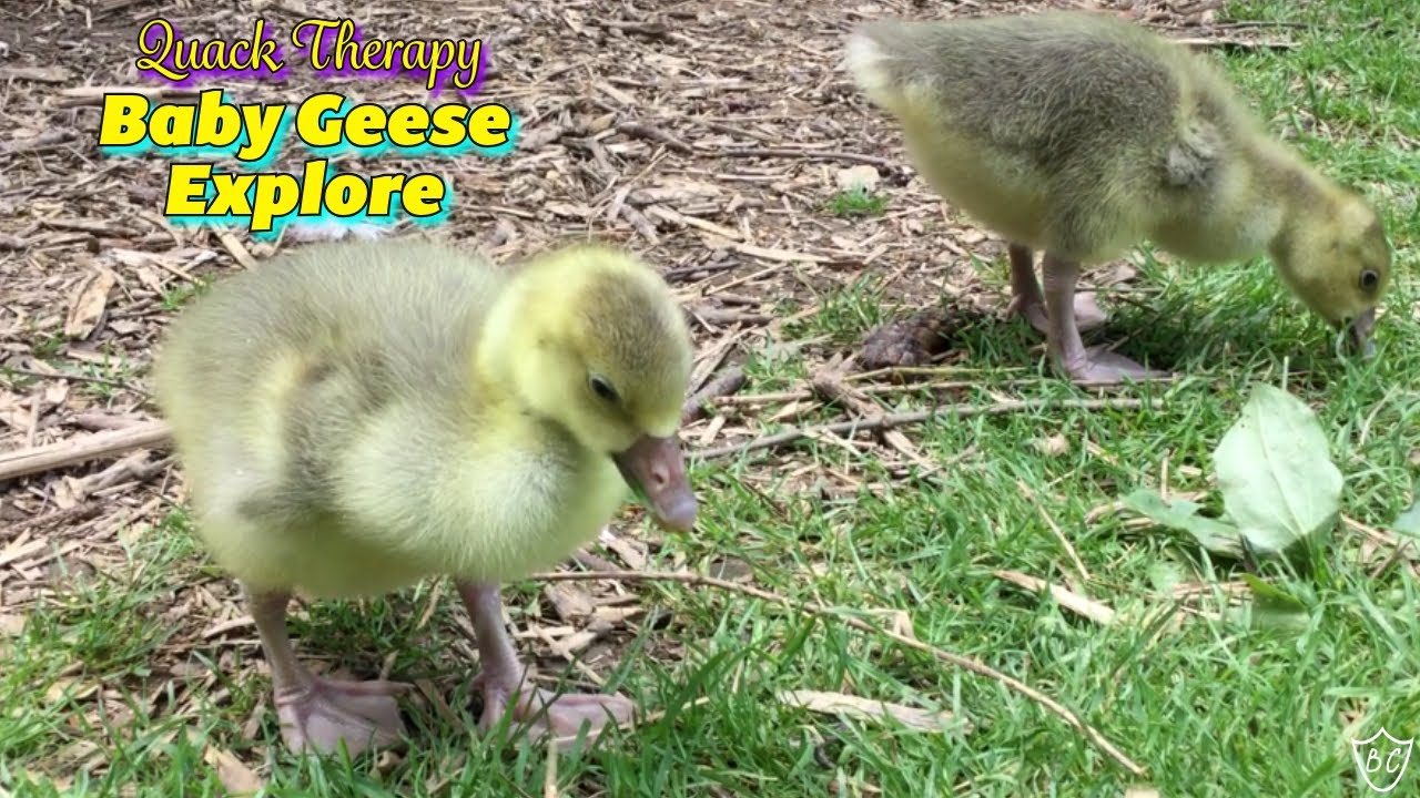 5 Day Old Baby Pilgrim Geese Explore Outside - Nature Sounds (Quack Therapy)