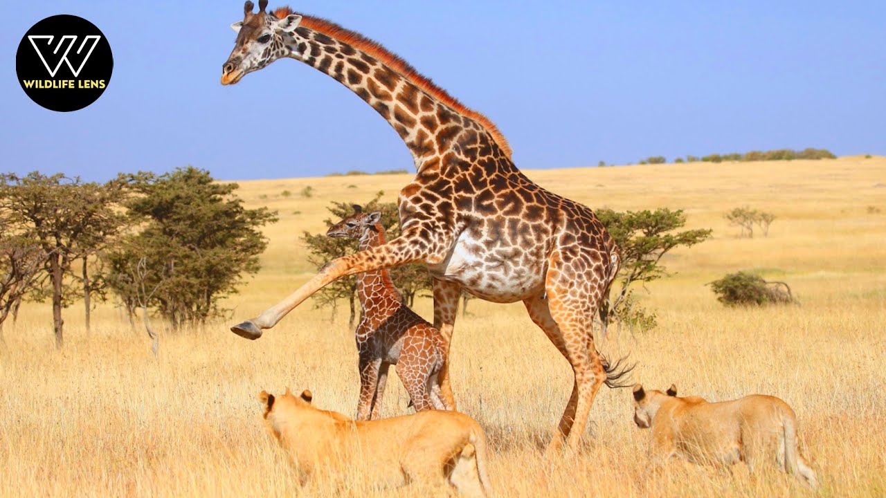 Giraffe Documentary | Giraffe in Danger: Life Among Predators | Wildlife Documentary