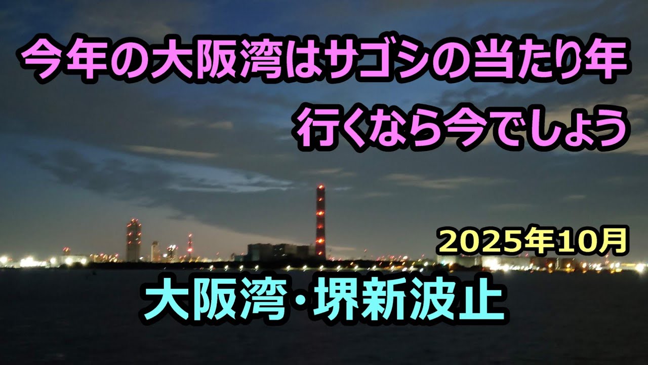 サゴシの低活性時は爆速巻きの○○！　釣るなら今！