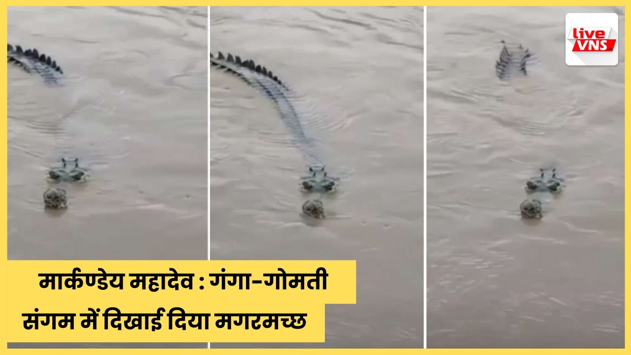 मार्कण्डेय महादेव : गंगा-गोमती संगम में दिखाई दिया मगरमच्छ