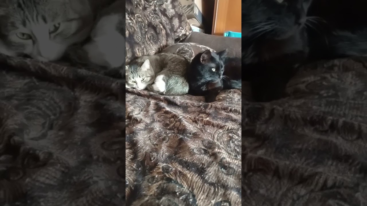 мои коты