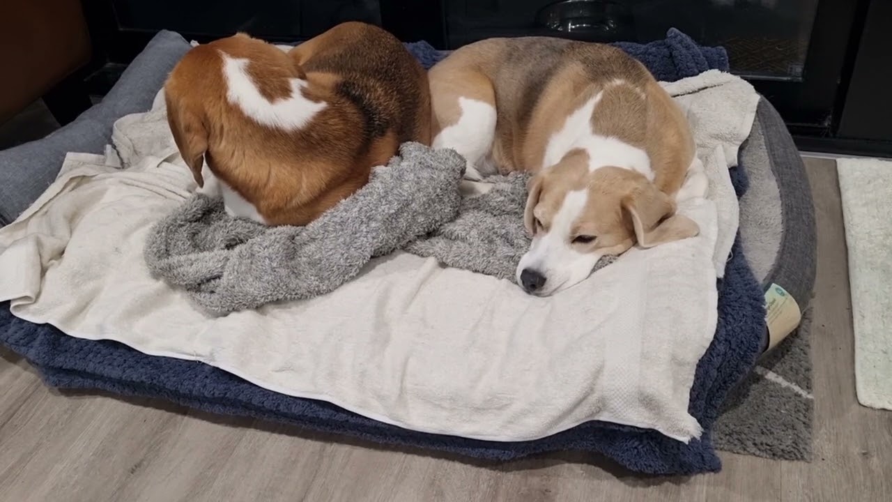 Archie is ignoring us💔