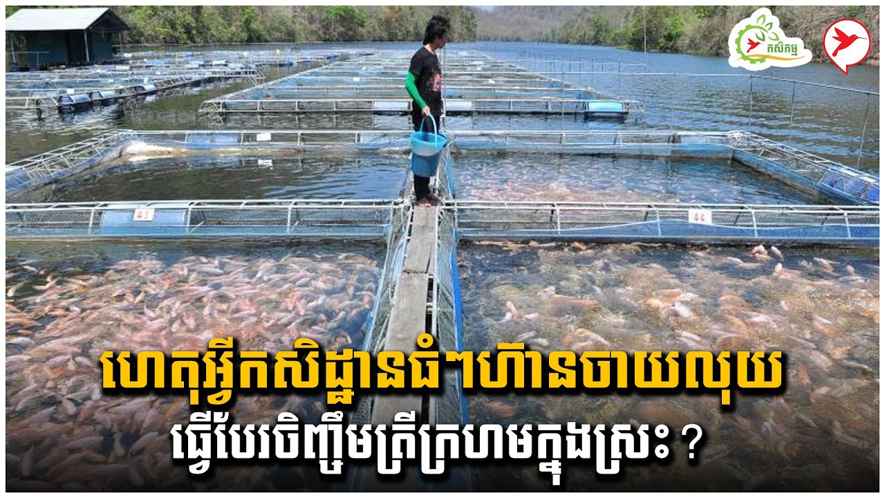 ហេតុអ្វីកសិដ្ឋានធំៗហ៊ានចាយលុយធ្វើបែរចិញ្ចឹមត្រីក្រហមក្នុងស្រះ? | កម្មវីធីកសិកម្ម