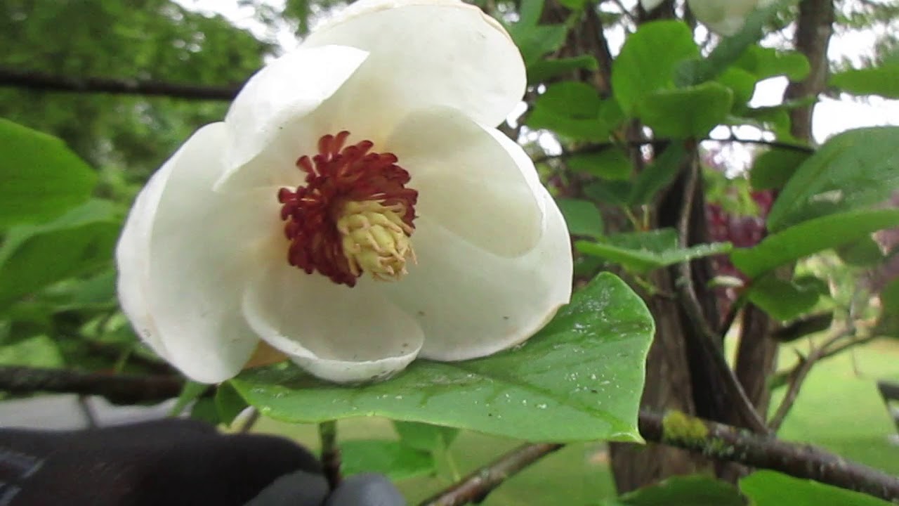 Magnolia sieboldii in bloom