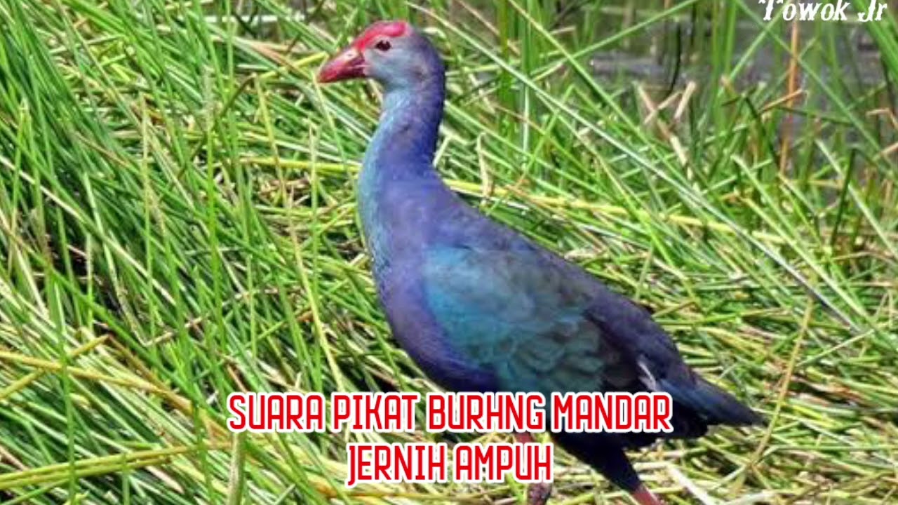 SUARA PIKAT BURUNG MANDAR BIRU | BURUNG PALUNG