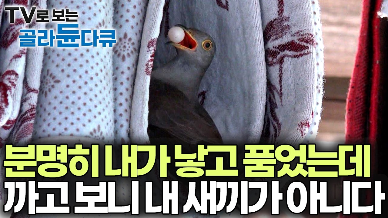 부화하자마자 배다른 형제들을 죽이는 끔찍한 생명체, 분명히 내가 낳았는데 태어나 보니 품종이 다르다｜자연다큐｜다큐프라임｜#골라듄다큐