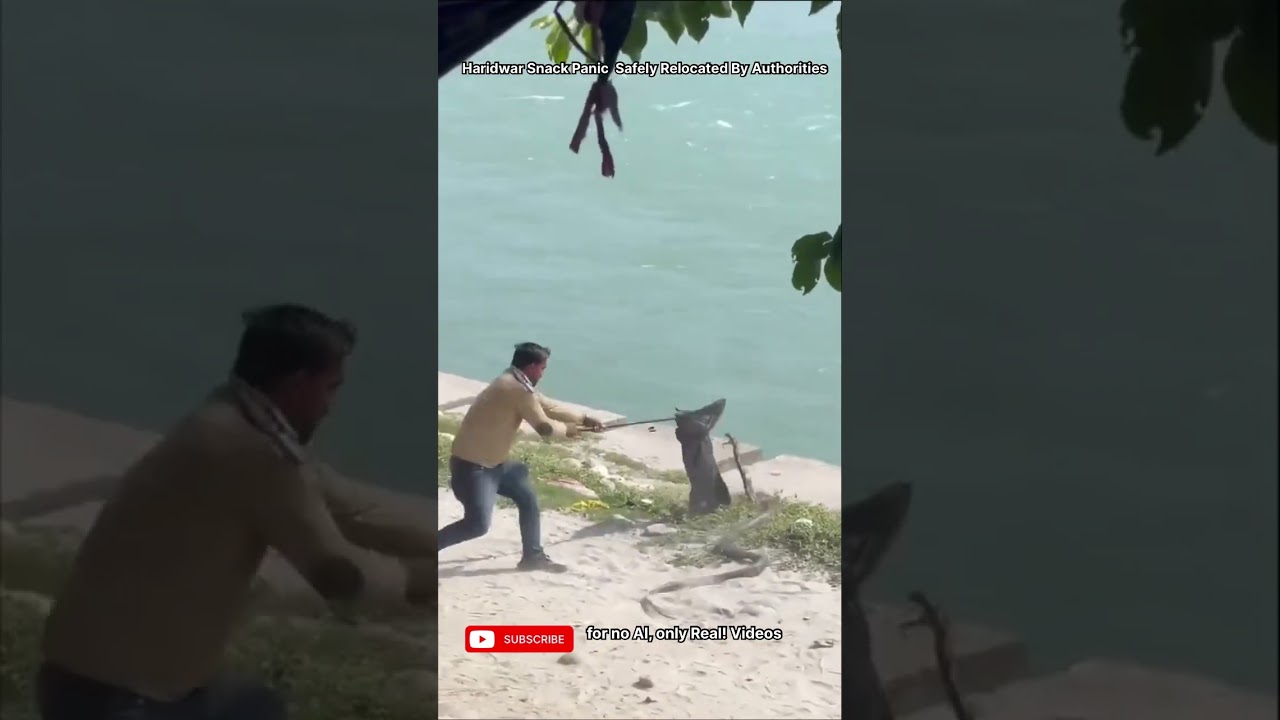 Dramatic King Cobra Rescue in Kankhal: Forest Department Saves the Day Amidst Public Panic
