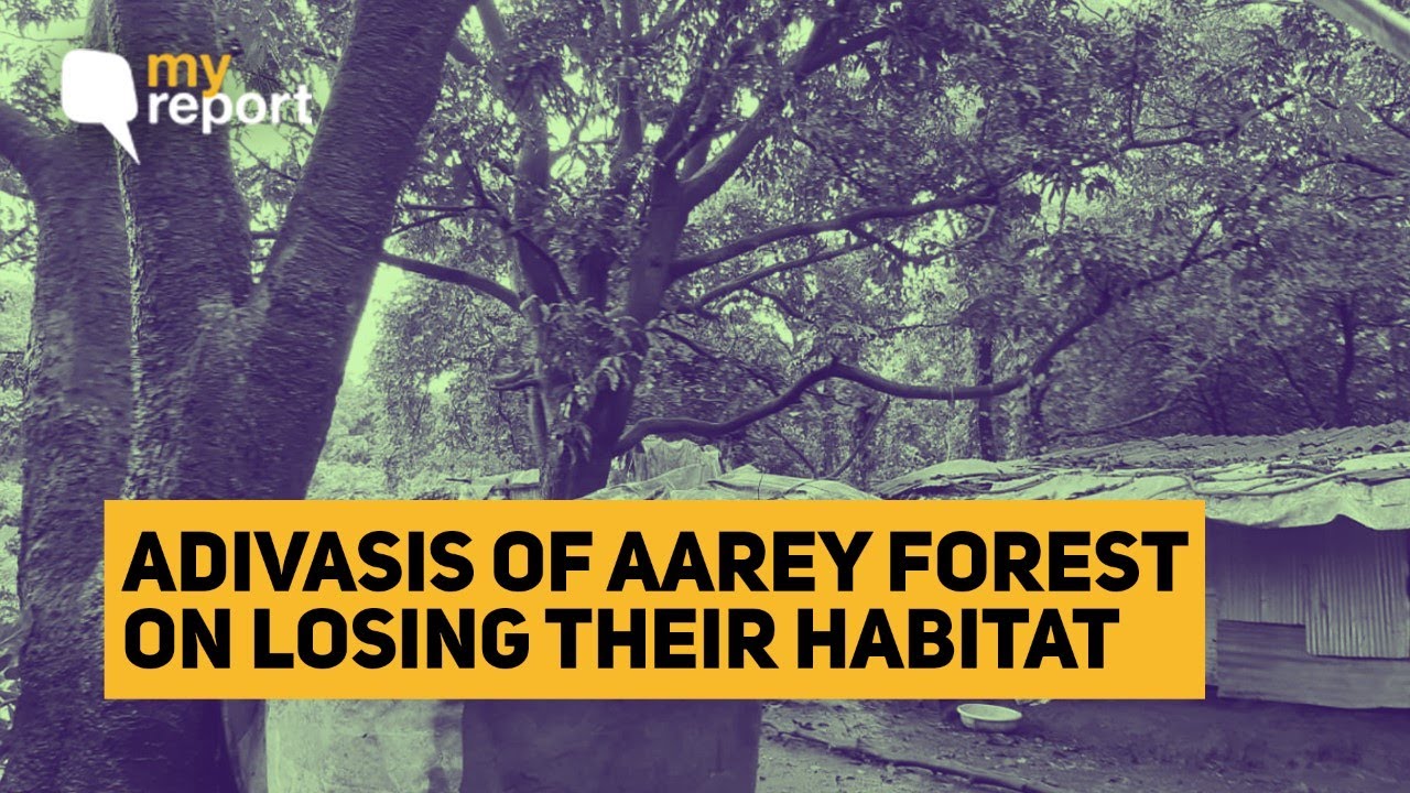 Deforestation Sanctioned in Aarey Forest – What About the Adivasis? | The Quint
